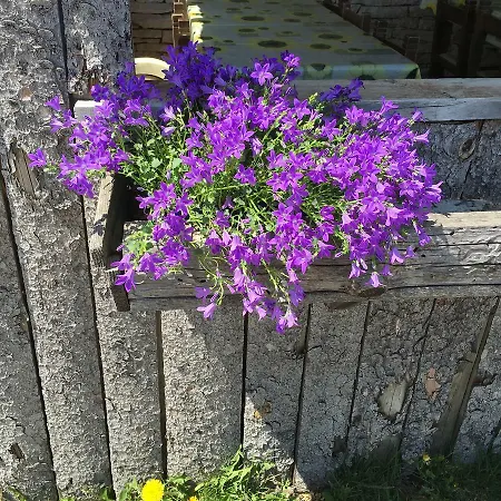 Le Molade * Ronchena