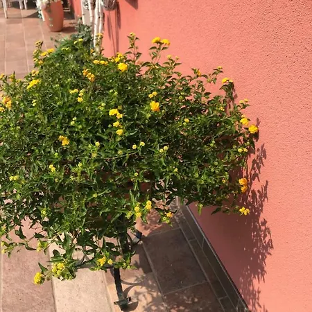Le Molade Ronchena